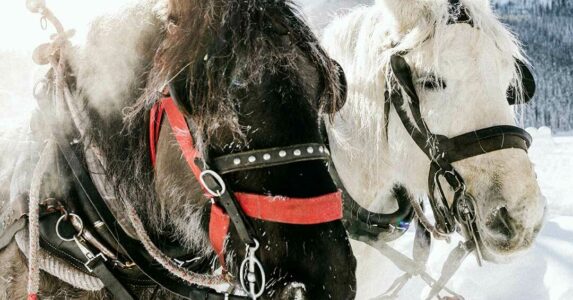 Sleigh Rides around Lake Louise Credit Christopher Amat WEB